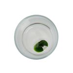 Stussy-Green-Glass-Tumbler
