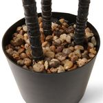 Ingrid-Large-Faux-Brazilwood-Tree