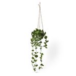 Inky-Eucalyptus-Hanging-Basket