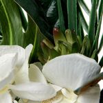 Paloma-Faux-Orchid-Plant